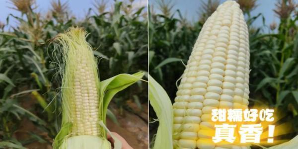 永定三生有机鲜食玉米喜迎丰登